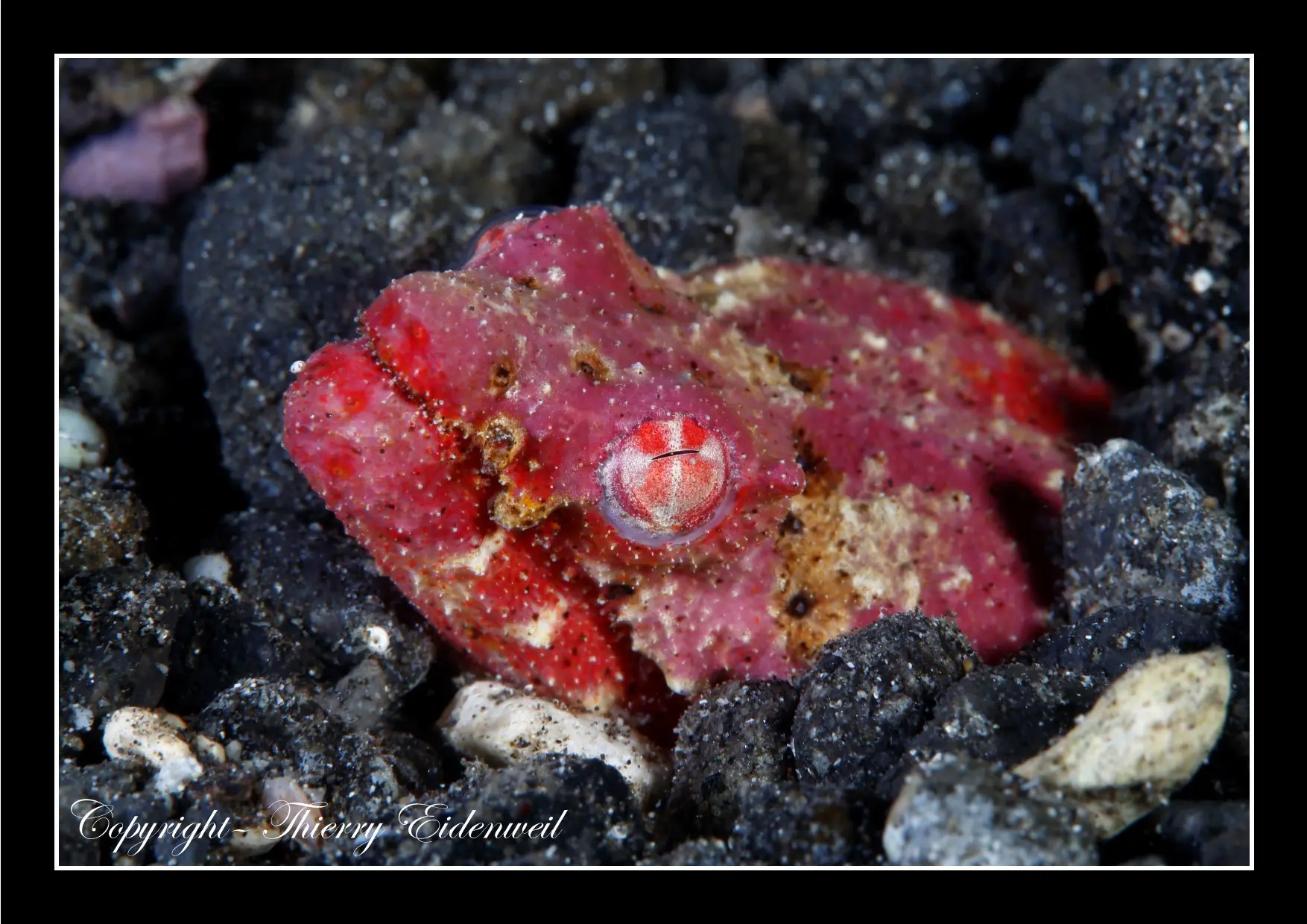 Anilao Macro Dive Media Highlight